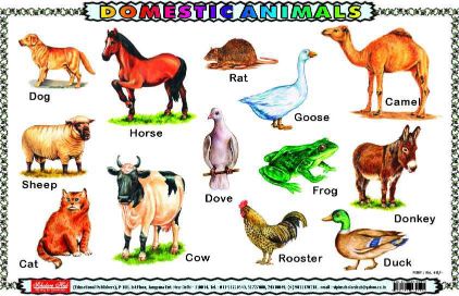 Scholars Hub Mats Domestic Animals